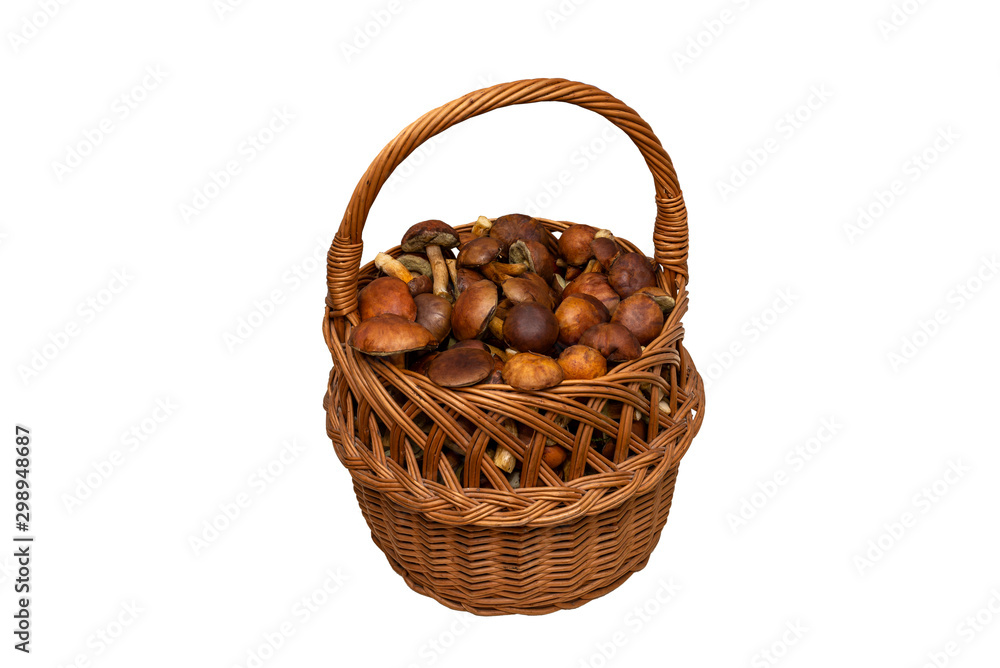 Edible mushrooms collected from the forest in a wicker basket, isolated on a white background with a clipping path.