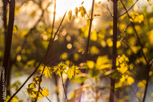 Young maple leaves on sunset background, beautiful background © PhotoChur