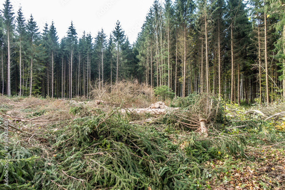 Rodung und Wiederaufforstung im Nadelwald Rodung und Wiederaufforstung im Nadelwald