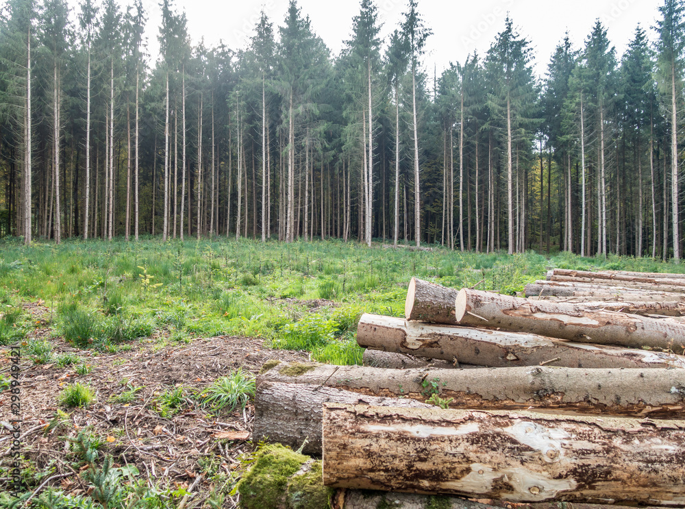 Fototapeta premium Rodung und Wiederaufforstung im Nadelwald