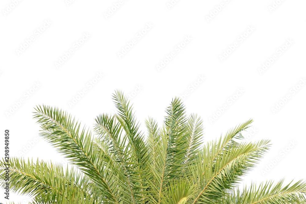 Palm leaves on white isolated background for green foliage backdrop Palm leaves on white isolated background for green foliage backdrop