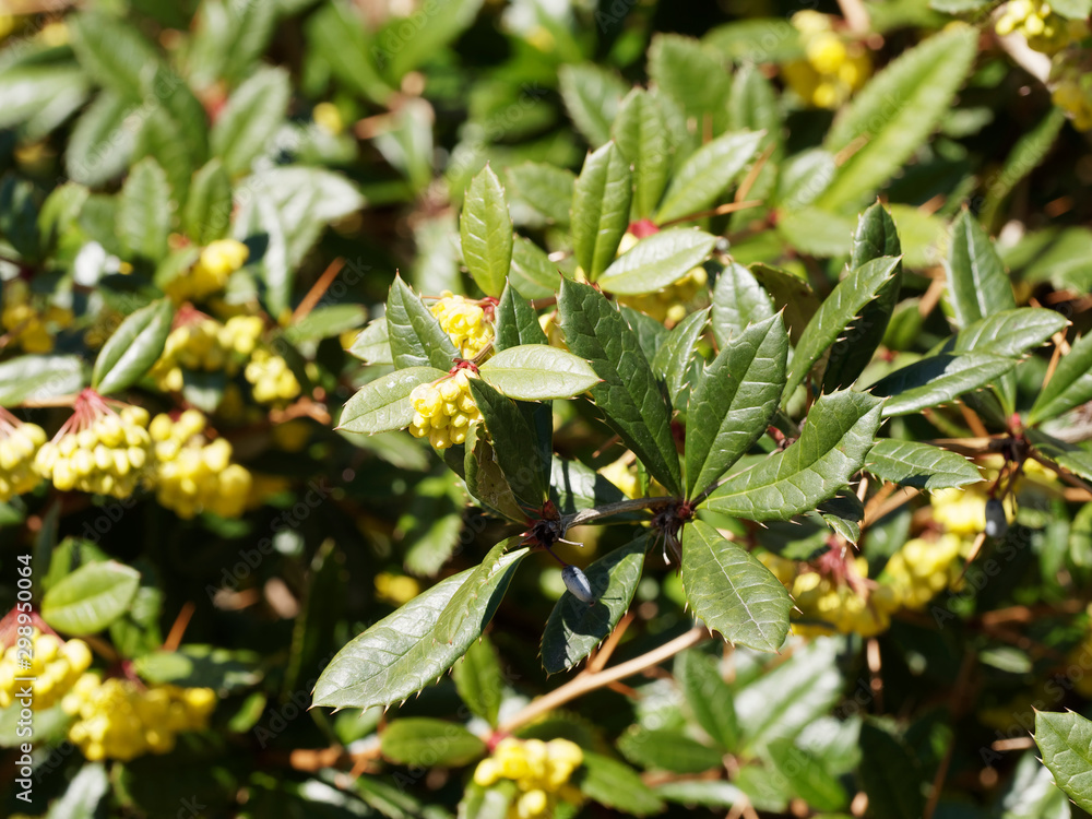 Floraison printanière de petites fleurs jaune or en grappes de l'épine-vinette ou vinettier (Berberis vulgaris) Floraison printanière de petites fleurs jaune or en grappes de l'épine-vinette ou vinettier (Berberis vulgaris)