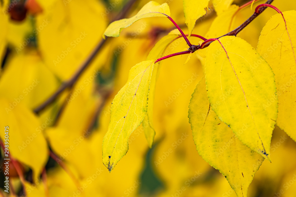 Branches with leaves in the autumn park. Branches with leaves in the autumn park.