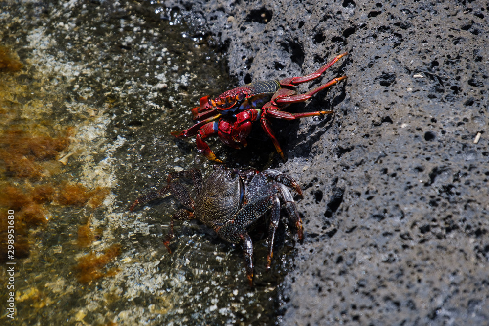 Los Charcones area with beautiful green and blue pools of sea water
