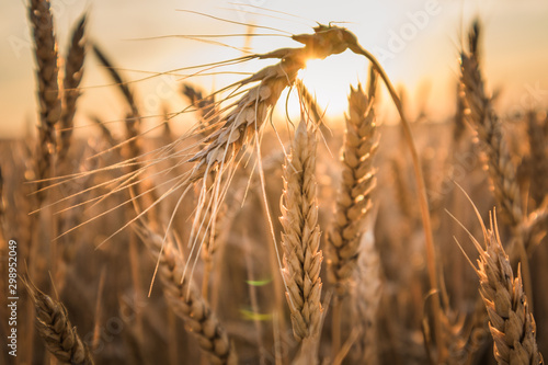 Photo ears of wheat