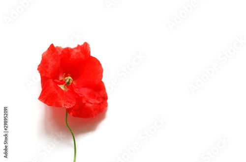 Blurred image. Red poppy flower isolated on white background. Ideal backdrop for invitations, web, business cards and advertisements. Remembrance day concept