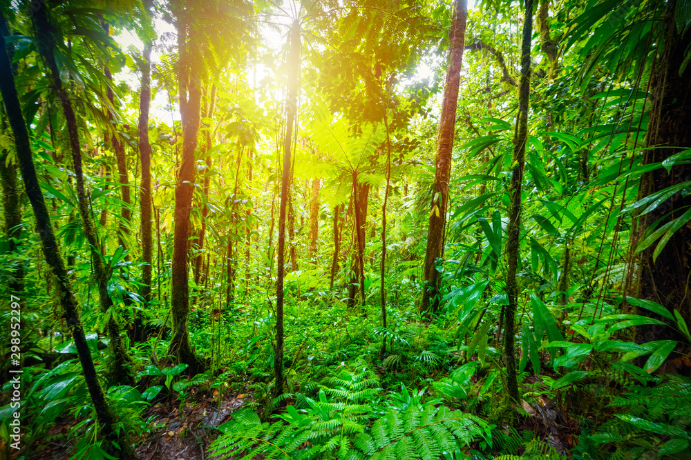 Fototapeta Green plants in Basse Terre jungle in Guadeloupe