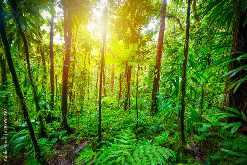 Green plants in Basse Terre jungle in Guadeloupe