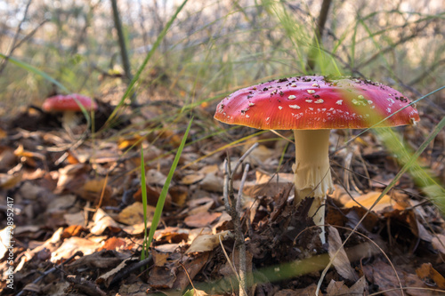 mushroom in the forest