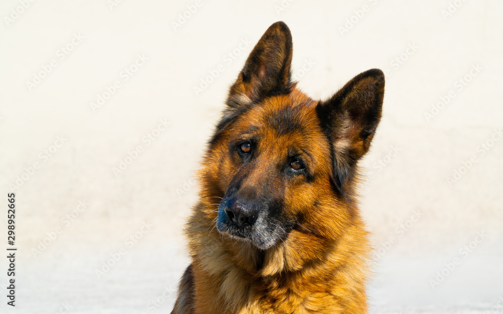 German shepherd. service dog. friend of human