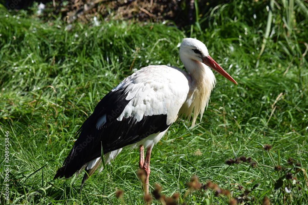 Fototapeta premium Storch, entspannt im Gras