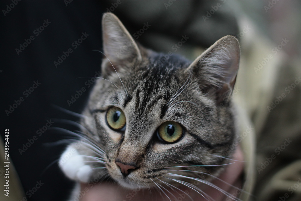portrait of a gray cat with big green eyes in soft blur background. Close-up. portrait of a gray cat with big green eyes in soft blur background. Close-up.
