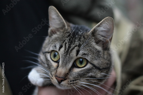 portrait of a gray cat with big green eyes in soft blur background. Close-up.