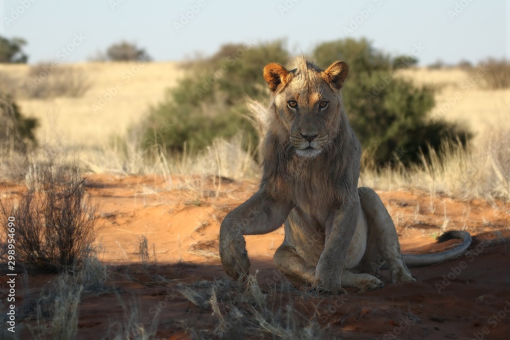 Naklejka premium Young lion male (Panthera leo) have a rest in Kalahari desert. Dry grass and red sand in around. Lion male in morning sun. Lion male sitting and have a paw up.