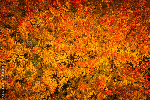 Beautiful close up ecology nature landscape with meadow. Abstract autumn background. Barberry berries on the branches of the Bush
