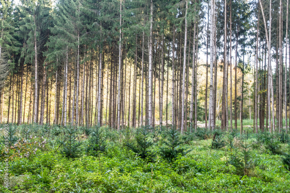 Obraz premium Rodung und Wiederaufforstung im Nadelwald