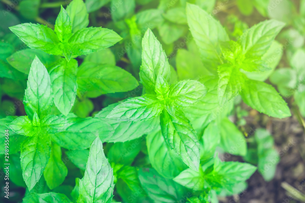 green mint plant in growth at vegetable garden green mint plant in growth at vegetable garden