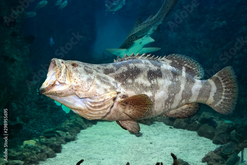 Goliath grouper (Epinephelus itajara) iwith open mouth. Close up photo