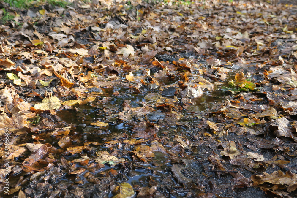 Herbstlaub Herbstlaub