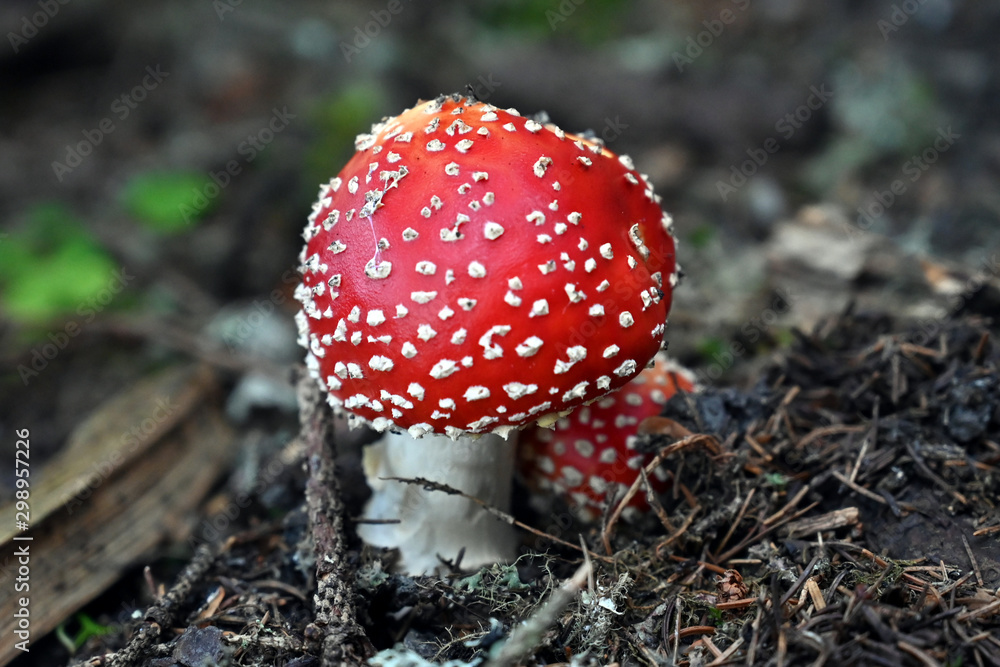 Fliegenpilz fly agaric Amanita Muscaria Fliegenpilz fly agaric Amanita Muscaria