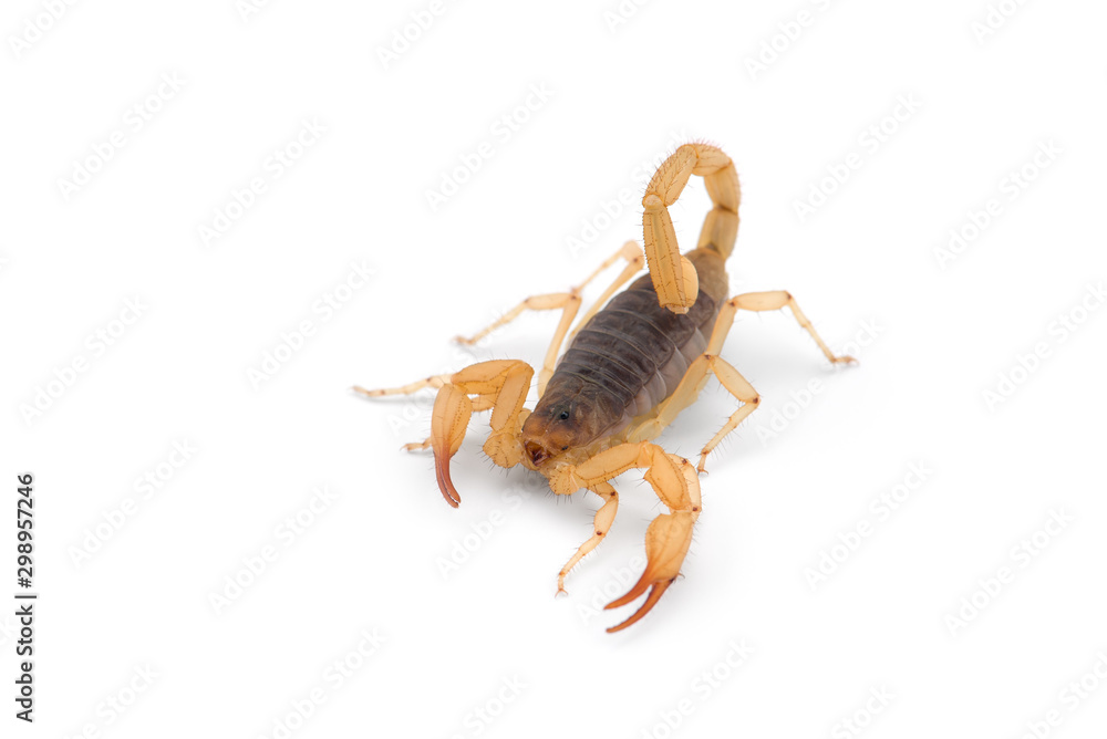 African venom Scorpion isolated on white background