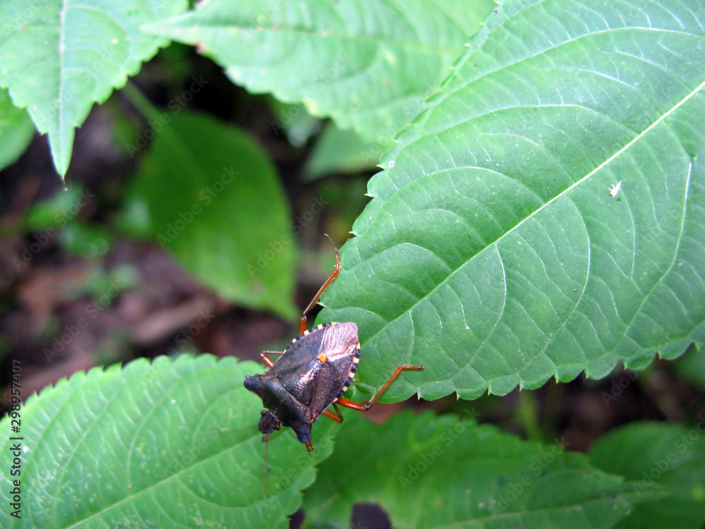 Fototapeta premium Insect