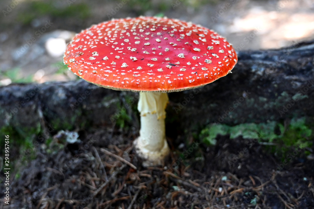 Fliegenpilz fly agaric Amanita Muscaria Fliegenpilz fly agaric Amanita Muscaria
