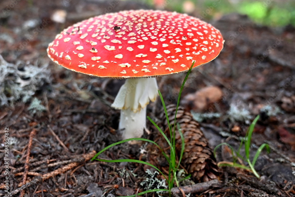 Fliegenpilz fly agaric Amanita Muscaria Fliegenpilz fly agaric Amanita Muscaria