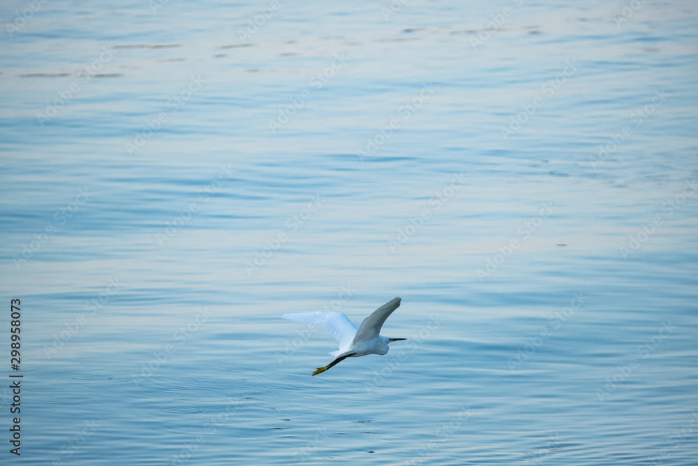 White heron and morning sea on background White heron and morning sea on background
