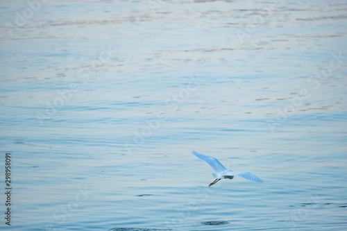 White heron and morning sea on background