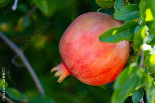 Close up of pomegranate fruit on a branch