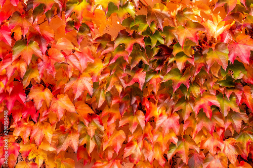 Ivy leaves (a species of flowering plant in the family Araliaceae) in autumnal colors...Efeublätter (Blütenpflanzenart der Familie Araliaceae) in herbstlichen Farben.