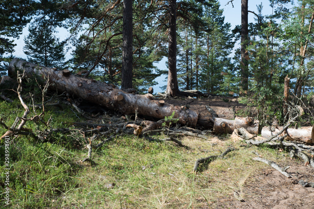 Obraz premium old rotten tree