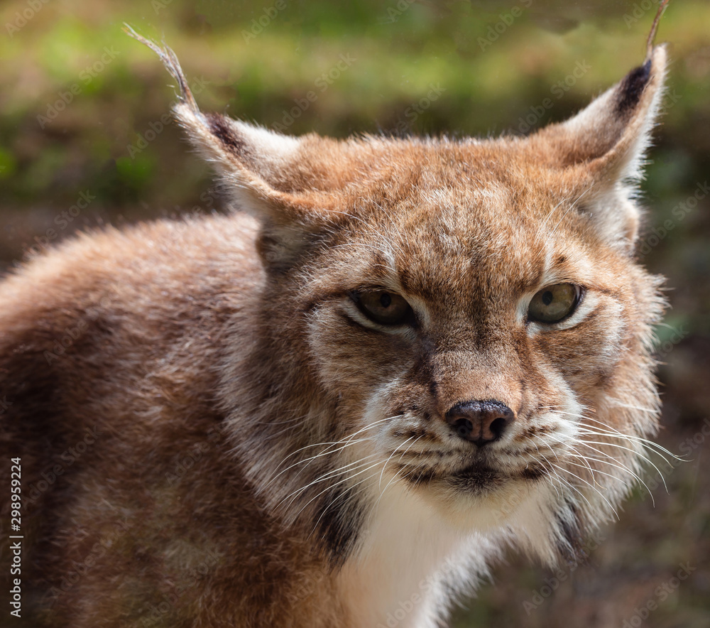 Fototapeta premium lince1