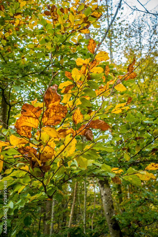 Herbstwald