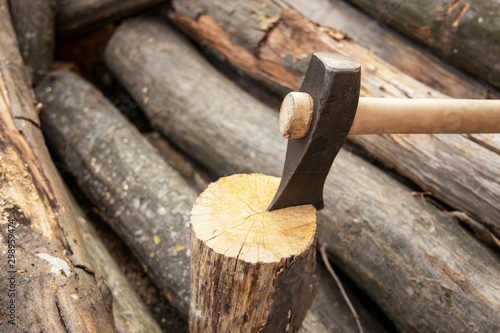 Cross section of the tree. Pile of firewood