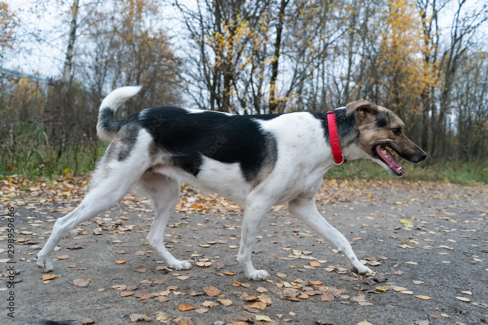 the dog runs along the road in the autumn forest along the path the dog runs along the road in the autumn forest along the path