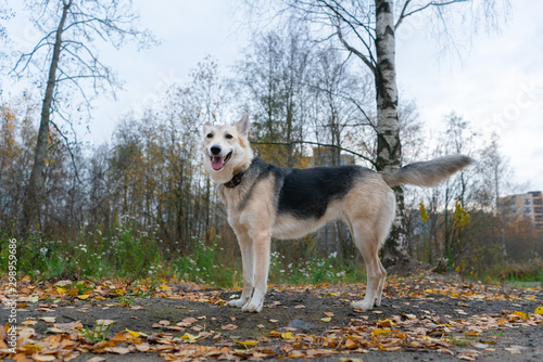 cute shepherd dog on a walk in the autumn forest on the road with fallen leaves. portrait of a dog standing on the road © Alex