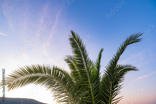 Picture of palm tree in summer day