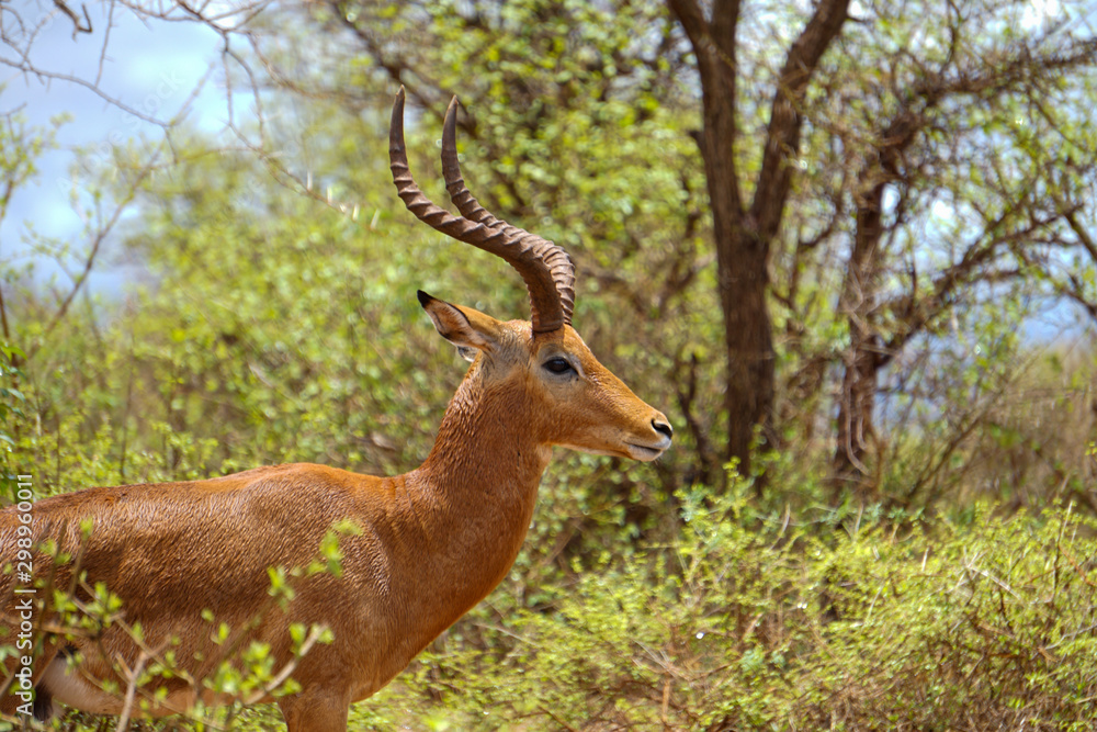 Lone Male Impala with long antlers in bushy terrain. Tsavo West National Park, Kenya -Image Lone Male Impala with long antlers in bushy terrain. Tsavo West National Park, Kenya -Image