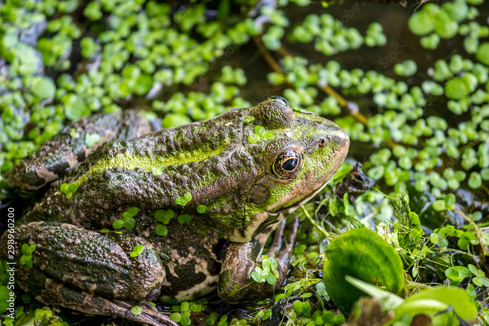 Pool frog (Pelophylax lessonae) sitting on the shore in a duckweed Pool frog (Pelophylax lessonae) sitting on the shore in a duckweed