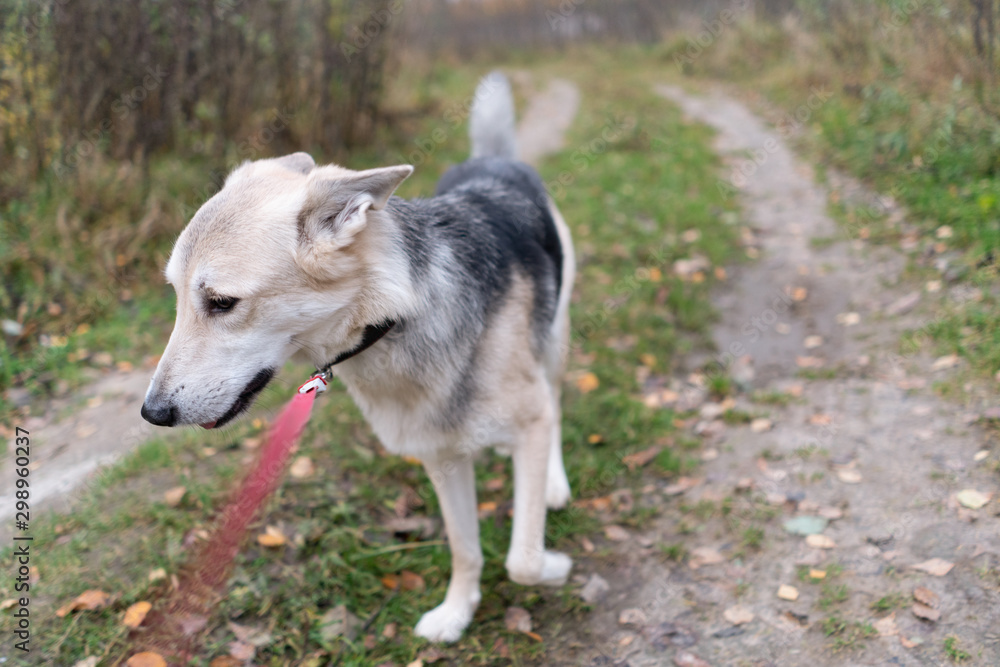 beautiful dog walks on a red leash. sad beautiful dog walks on a red leash. sad