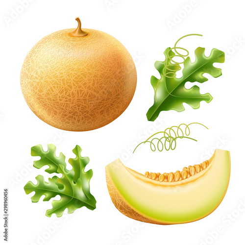 Vector realistic round fresh melon with slice