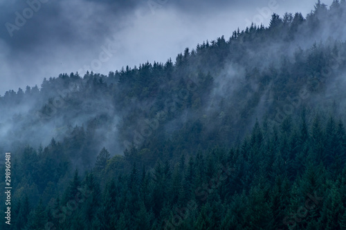 Nebel im Schwarzwald © Leon
