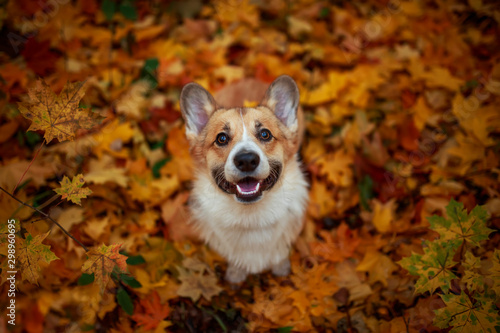 portrait funny cute puppy red dog Corgi stands in the autumn Park on the background of colorful bright fallen maple leaves and faithfully look up smiling
