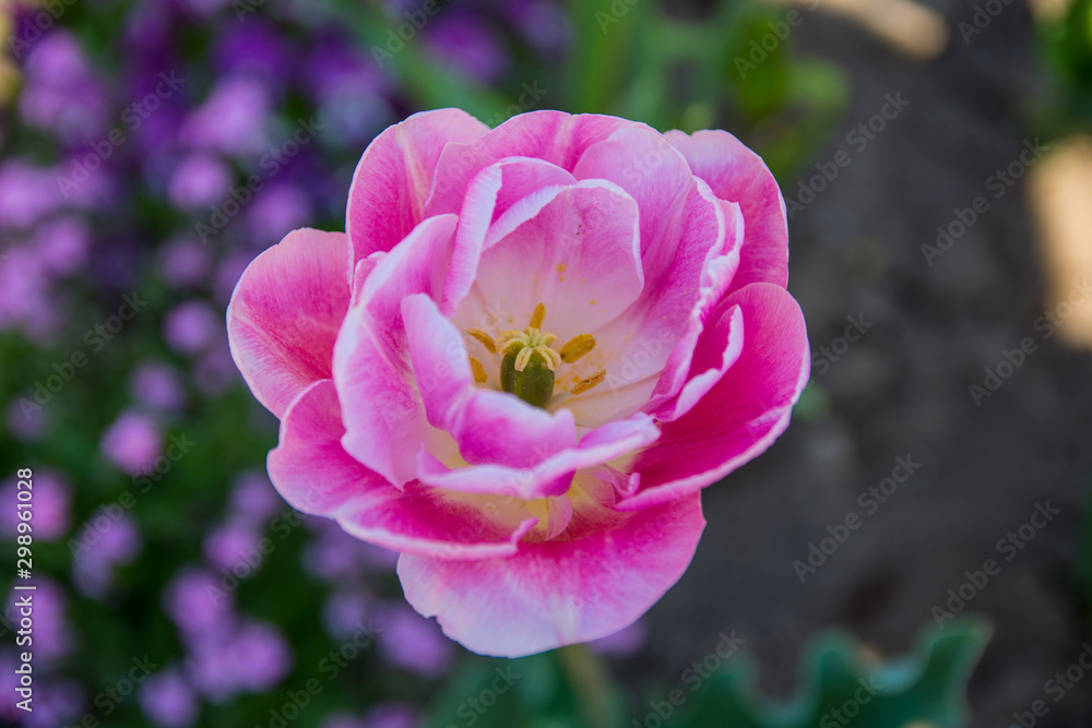 Tulpe Tulpe
