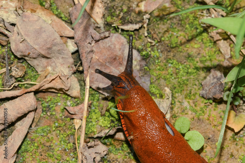 Nacktschnecke Rote Wegschnecke, Arion rufus