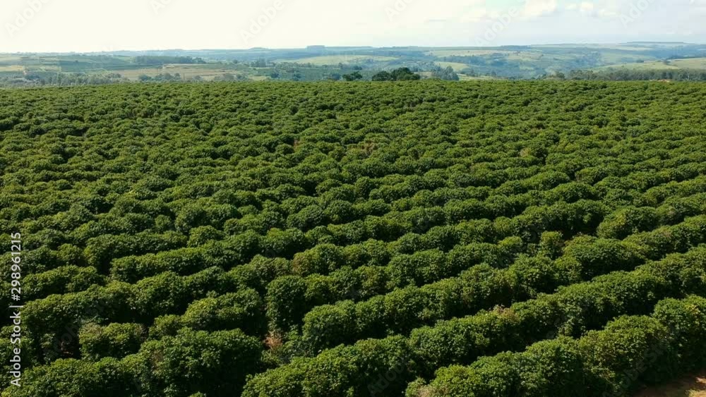aerial view of green coffee field in Brazil aerial view of green coffee field in Brazil