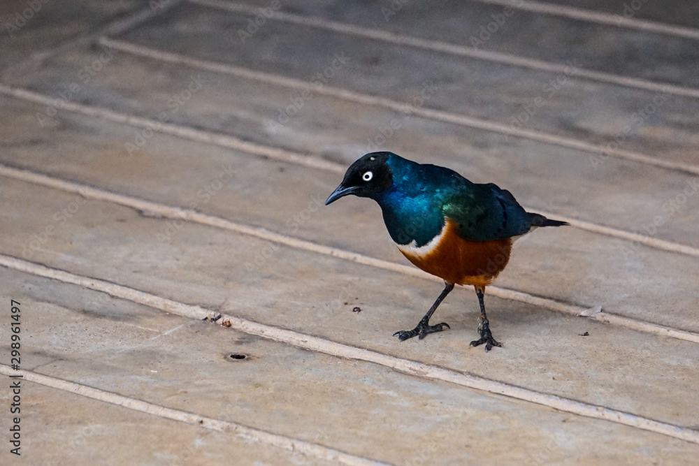Cute Blue Headed, golden breasted Starling Bird on wooden floor. Tsavo West National Park, Kenya -Image