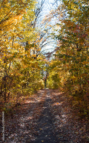 Autumn forest pathway among yellow and orange trees, beauty of nature.